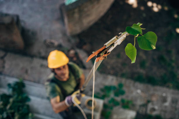 Residential Tree Removal in Lincolnton, GA